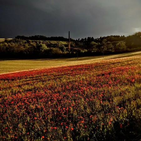 La Collina Nel Cuore *